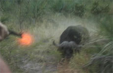 buffalo charge